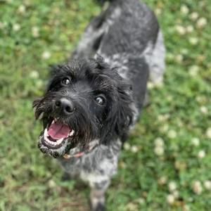 Meet your Posher, Frank